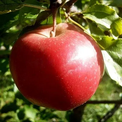 Яблоня НАСТЕНЬКА  Яблоня НАСТЕНЬКА в Россоши