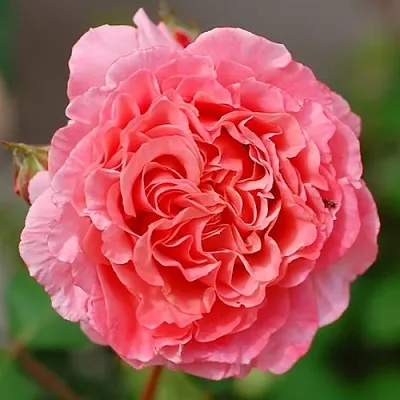 Саженцы роз ЛОРАН КАБРОЛЬ шраб  Саженцы роз ЛОРАН КАБРОЛЬ шраб в Россоши