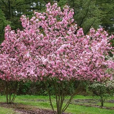 Яблоня РУДОЛЬФ декоративная   Яблоня РУДОЛЬФ декоративная  в Россоши