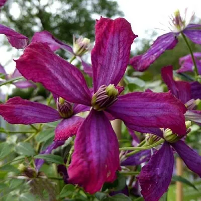 Клематис СВИТ САММЕР ЛАВ в Россоши