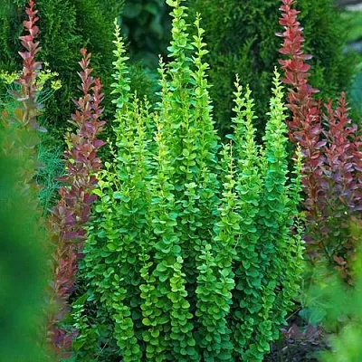 Барбарис ЭРЕКТА тунберга в Россоши