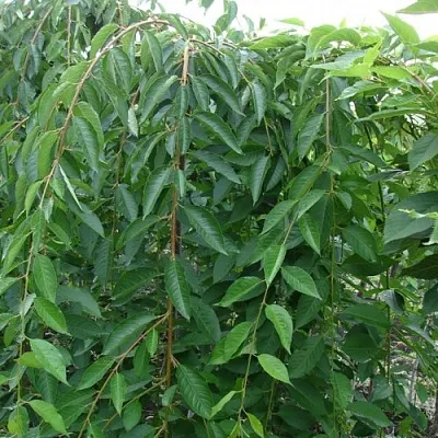 Черешня ПЕНДУЛА декоративная  Черешня ПЕНДУЛА декоративная в Россоши