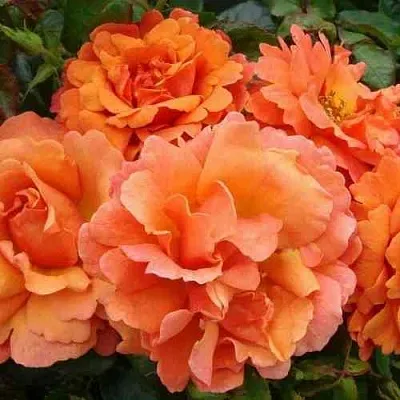 Саженцы роз БРИДЖ ОФ САЙЗ плетистая  Саженцы роз БРИДЖ ОФ САЙЗ плетистая в Россоши