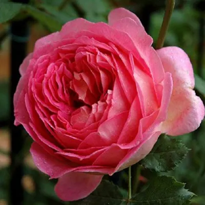 Саженцы роз ДЖУБИЛИ СЕЛЕБРЕЙШН английская в Россоши