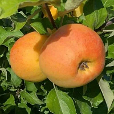 Яблоня АНТОНОВКА ЗОЛОТАЯ  Яблоня АНТОНОВКА ЗОЛОТАЯ в Россоши