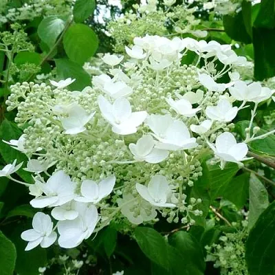 Гортензия УАЙТ ДОМ древовидная в Россоши
