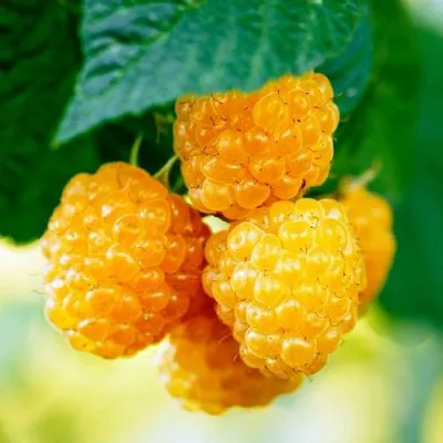 Малина МЕДОВАЯ в Россоши