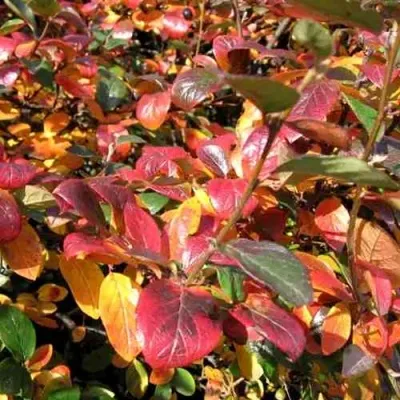 Кизильник блестящий в Россоши