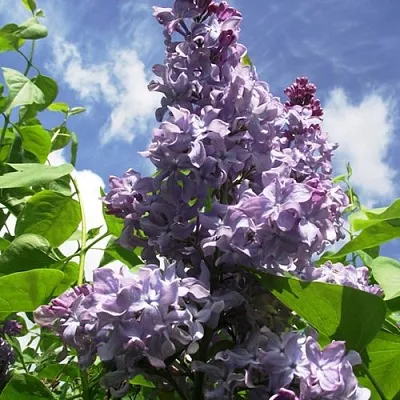 Сирень КРЫЛЬЯ НАДЕЖДЫ в Россоши