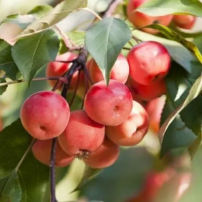 Яблоня ВИШНЕПЛОДНАЯ декоративная  Яблоня ВИШНЕПЛОДНАЯ декоративная в Россоши