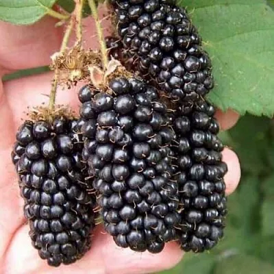 Ежевика ЛОХ НЕСС бесшипная  Ежевика ЛОХ НЕСС бесшипная в Россоши