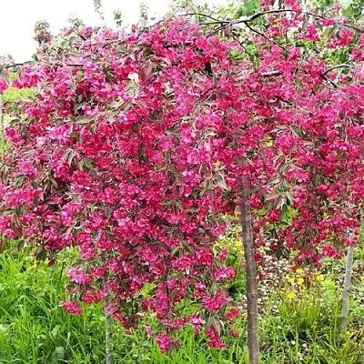 Яблоня КИНГ БЬЮТИ декоративная  Яблоня КИНГ БЬЮТИ декоративная в Россоши