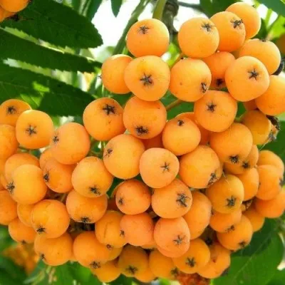 Рябина НЕВЕЖИНСКАЯ ЖЕЛТАЯ сладкоплодная — описание сорта Рябина НЕВЕЖИНСКАЯ ЖЕЛТАЯ сладкоплодная в Россоши