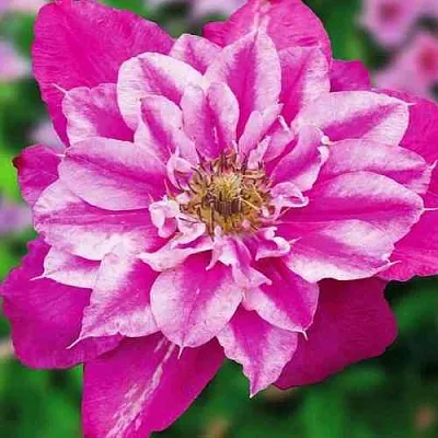 Клематис МАЙ ДАРЛИНГ  в Россоши