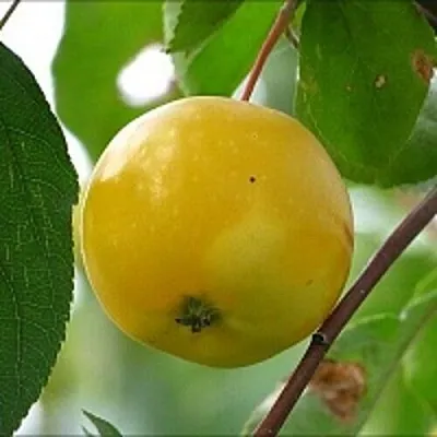 Яблоня КИТАЙКА ЖЁЛТАЯ колонновидная  Яблоня КИТАЙКА ЖЁЛТАЯ колонновидная в Россоши