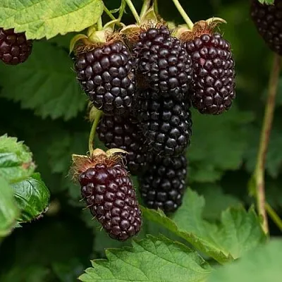 Ежемалина  Ежемалина в Россоши