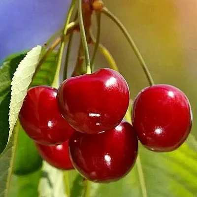 Черешня ТЕРЕМОШКА в Россоши