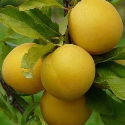 Слива СОЛНЫШКО  Слива СОЛНЫШКО в Россоши