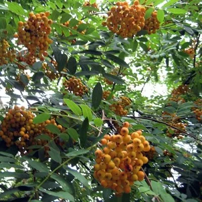 Рябина НЕВЕЖИНСКАЯ ЖЕЛТАЯ сладкоплодная — описание сорта Рябина НЕВЕЖИНСКАЯ ЖЕЛТАЯ сладкоплодная в Россоши