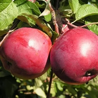 Яблоня ДАРУНАК  Яблоня ДАРУНАК в Россоши