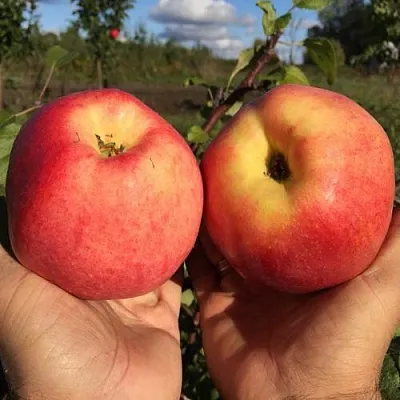 Яблоня КОВРОВОЕ стелющаяся  Яблоня КОВРОВОЕ стелющаяся в Россоши