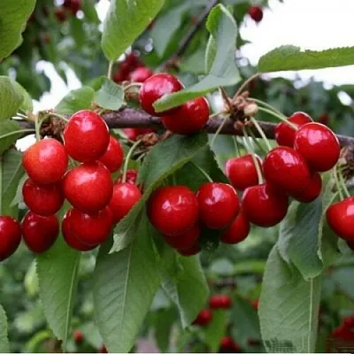 Черешня ДОНЕЦКАЯ КРАСАВИЦА  Черешня ДОНЕЦКАЯ КРАСАВИЦА в Россоши