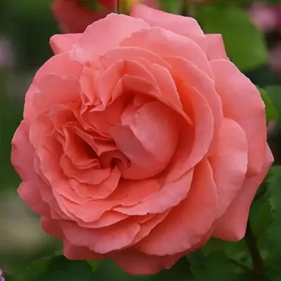 Саженцы роз ДИДИ БРИДЖУОТЕР плетистая  Саженцы роз ДИДИ БРИДЖУОТЕР плетистая в Россоши