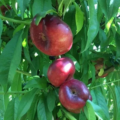 Нектарин ДОНАТ ИНЖИРНЫЙ  Нектарин ДОНАТ ИНЖИРНЫЙ в Россоши