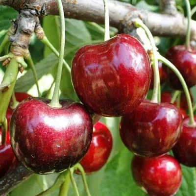 Черешня САШЕНЬКА  Черешня САШЕНЬКА в Россоши