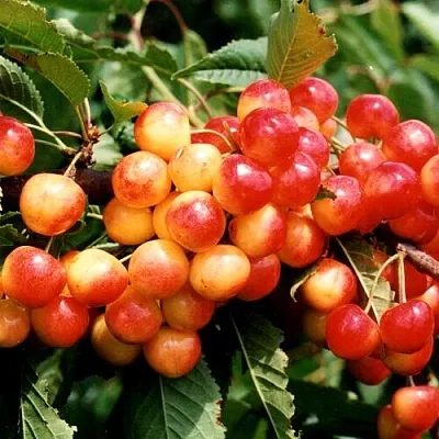 Черешня БЮТТНЕРА КРАСНАЯ  Черешня БЮТТНЕРА КРАСНАЯ в Россоши