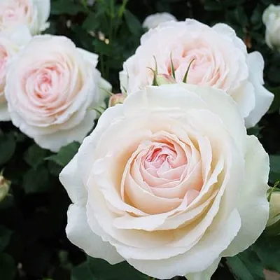 Саженцы роз ПАЛЕ РОЯЛЬ плетистая  Саженцы роз ПАЛЕ РОЯЛЬ плетистая в Россоши