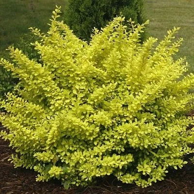 Барбарис АУРЕА тунберга в Россоши