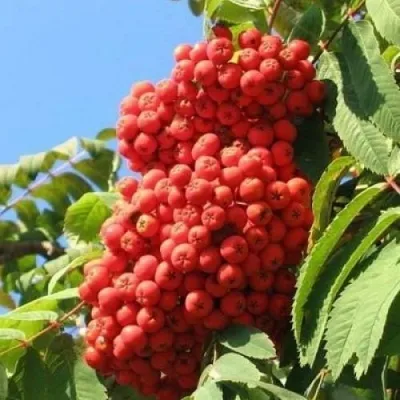 Рябина НЕВЕЖИНСКАЯ сладкоплодная — описание сорта Рябина НЕВЕЖИНСКАЯ сладкоплодная в Россоши