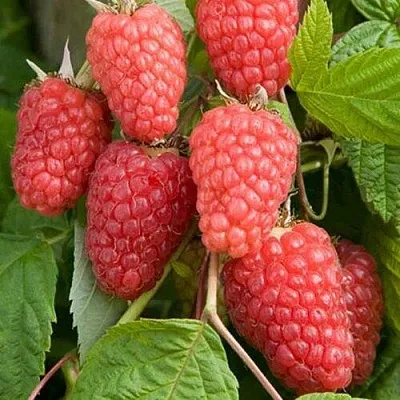 Малина КАСКАД ДЕЛАЙТ в Россоши