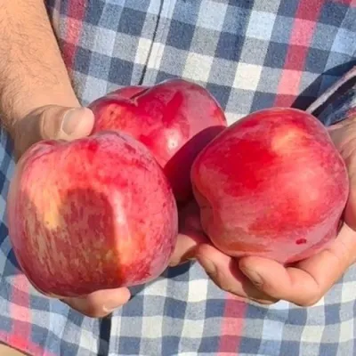 Яблоня ПАМЯТЬ КОВАЛЕНКО в Россоши