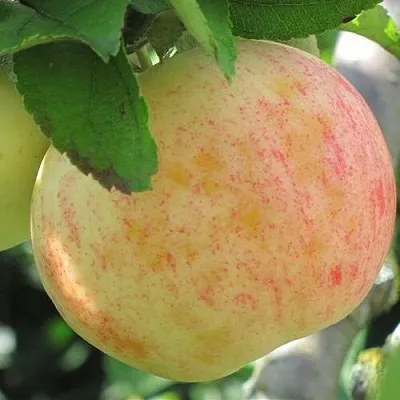 Яблоня ЛЕТНЕЕ СЛАДКОЕ  Яблоня ЛЕТНЕЕ СЛАДКОЕ в Россоши