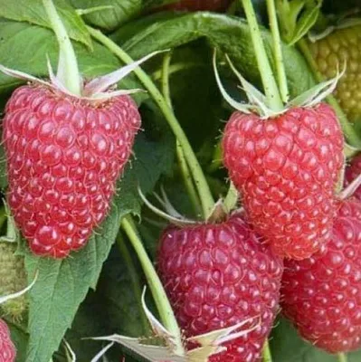 Малина ЕВРАЗИЯ в Россоши