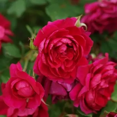 Саженцы роз КВАДРА плетистая  Саженцы роз КВАДРА плетистая в Россоши
