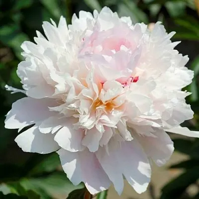 Пион АЛЕРТИ травянистый  Пион АЛЕРТИ травянистый в Россоши