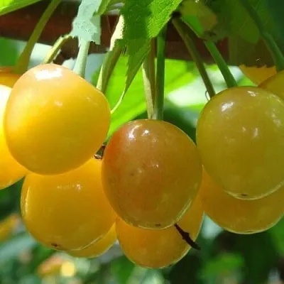 Черешня ЯНТАРНАЯ  Черешня ЯНТАРНАЯ в Россоши