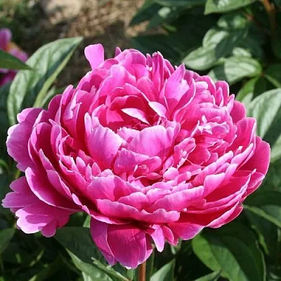 Пион СЕБАСТЬЯН МААС травянистый  Пион СЕБАСТЬЯН МААС травянистый в Россоши