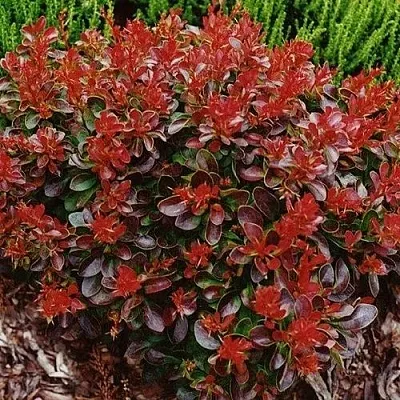 Барбарис КАРМЕН тунберга в Россоши