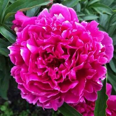 Пион КАРЛ РОЗЕНФЕЛЬД травянистый  Пион КАРЛ РОЗЕНФЕЛЬД травянистый в Россоши