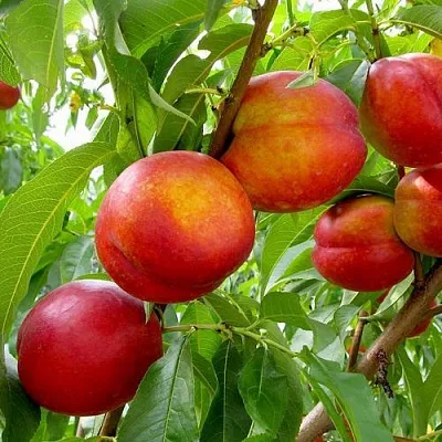 Нектарин ХАРБЛЕЙЗ  Нектарин ХАРБЛЕЙЗ в Россоши