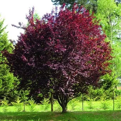 Слива НИГРА растопыреная   Слива НИГРА растопыреная  в Россоши