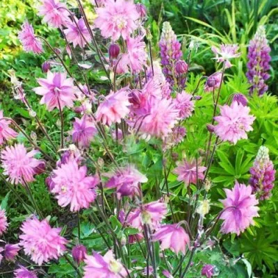 Аквилегия БАРЛОУ ПИНК гибрид МакКаны — описание сорта Аквилегия БАРЛОУ ПИНК гибрид МакКаны в Россоши