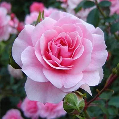 Саженцы роз БОНИКА флорибунда  Саженцы роз БОНИКА флорибунда в Россоши