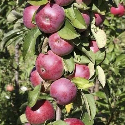 Яблоня ЕСЕНИЯ колонновидная  Яблоня ЕСЕНИЯ колонновидная в Россоши