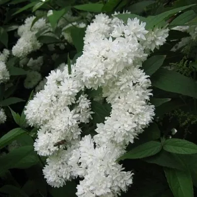 Дейция КАНДИДИССИМА шершавая в Россоши