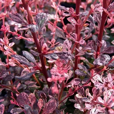 Барбарис АРЛЕКИН тунберга в Россоши